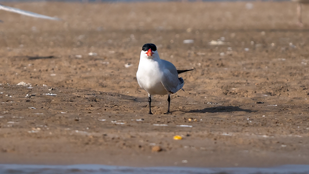 Caspian Tern